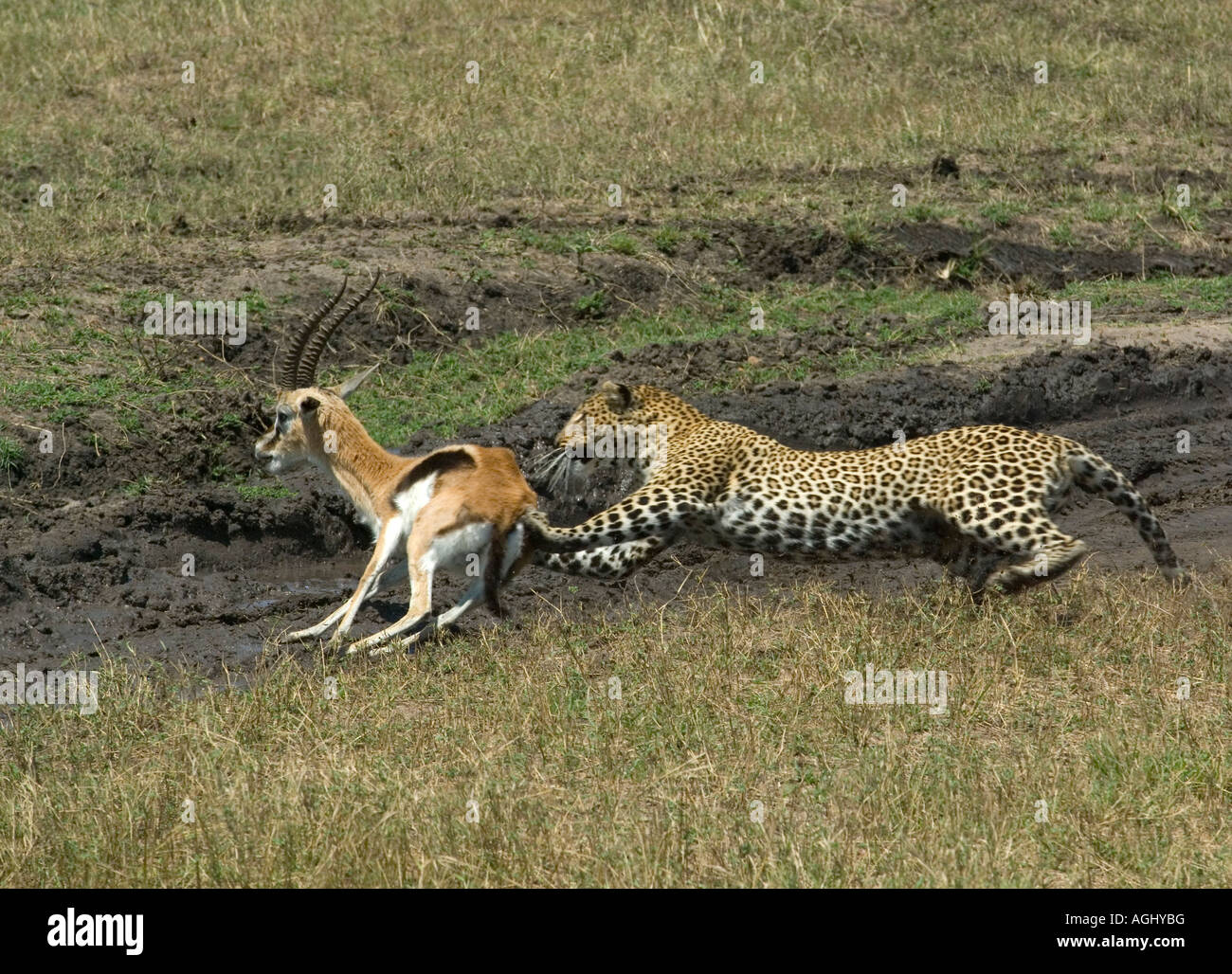 Leopard inseguono thomsons gazzella Foto Stock