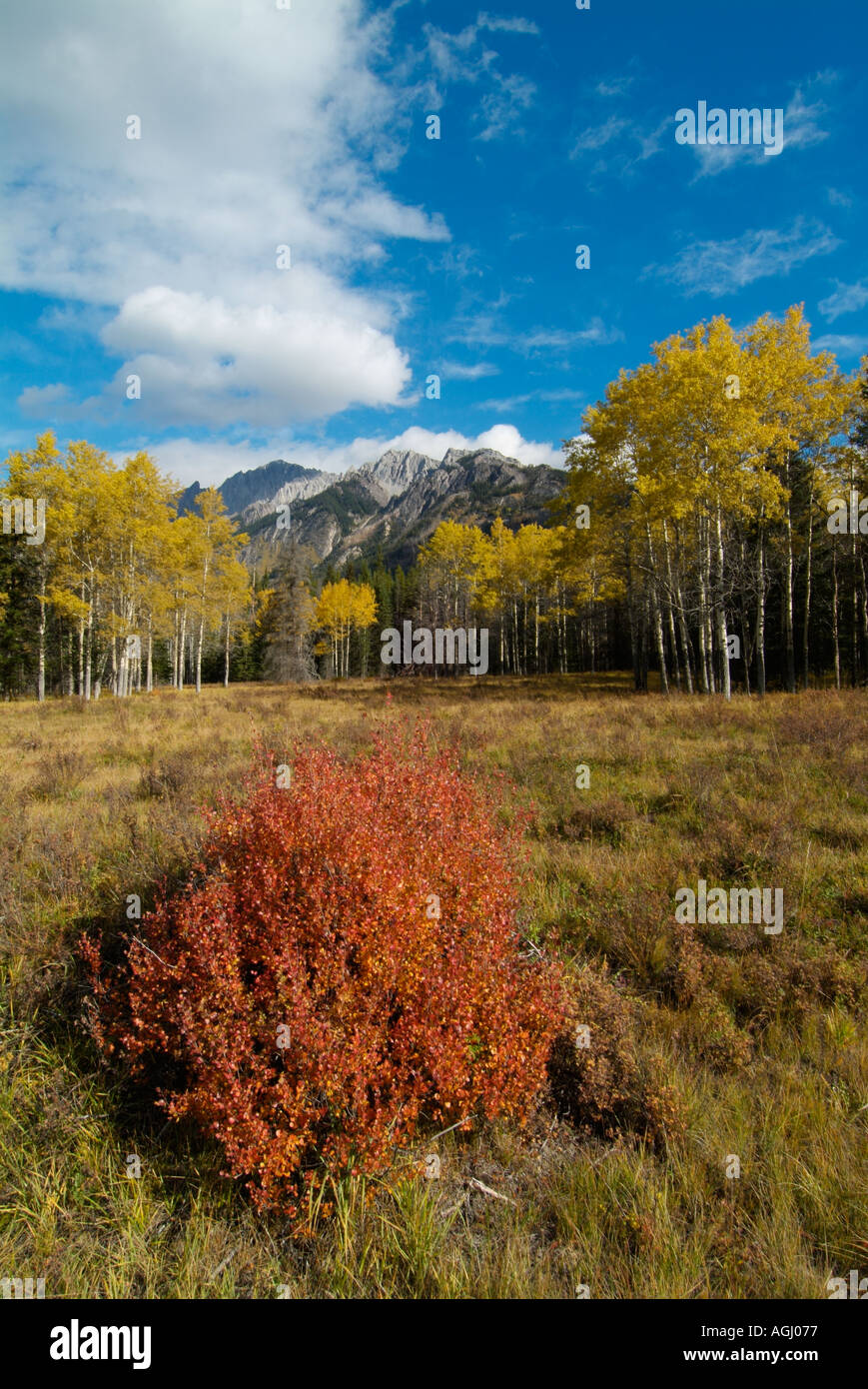 I Prati di Aspen e larici a Hillsdale Bow Valley Parkway il Parco Nazionale di Banff Rockies Alberta Canada Banff National Park Foto Stock