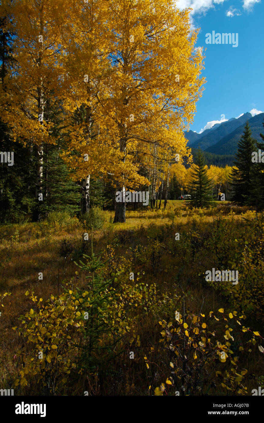 I Prati di Aspen e larici Bow Valley Parkway il Parco Nazionale di Banff Rockies Alberta Canada Foto Stock