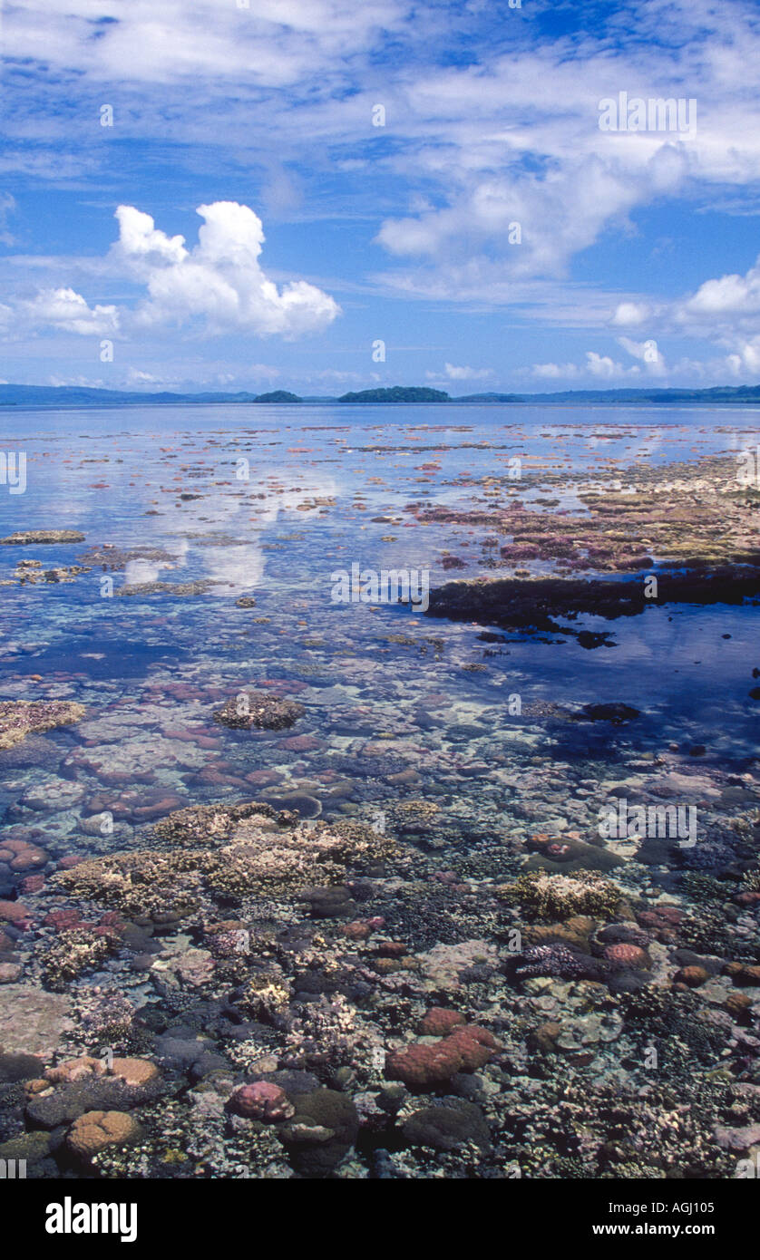 Coralli esposta a bassa marea Foto Stock