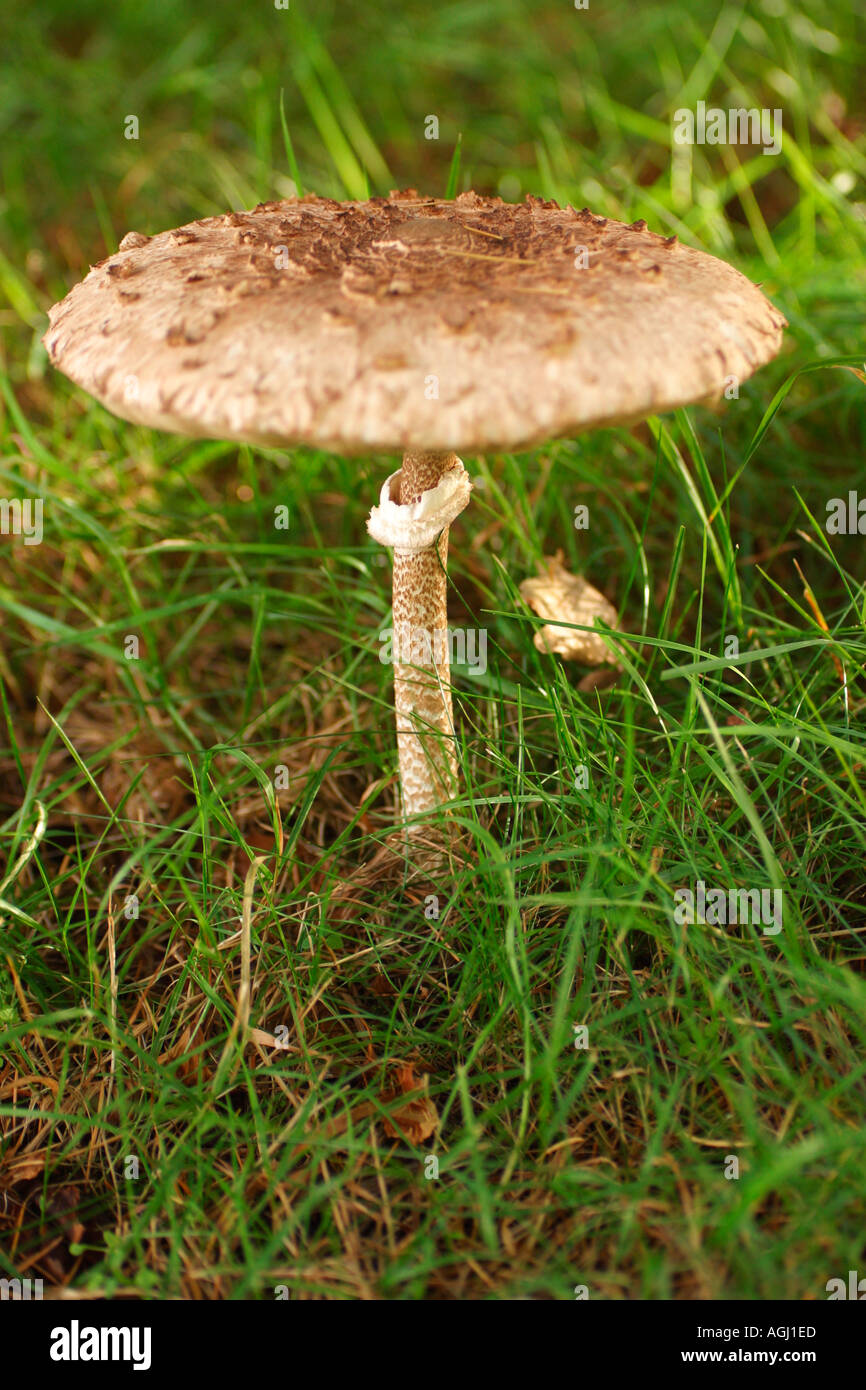 Ombrellone fungo Lepiota procera Inghilterra GB Gran Bretagna UK Regno Unito Europa Foto Stock