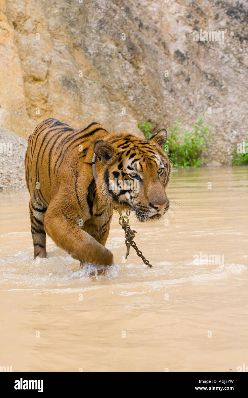 Tigre indocinese al tempio della tigre Kanchanaburi; animali captive utilizzati nel programma di allevamento e come una costosa attrazione turistica, Thailandia Foto Stock