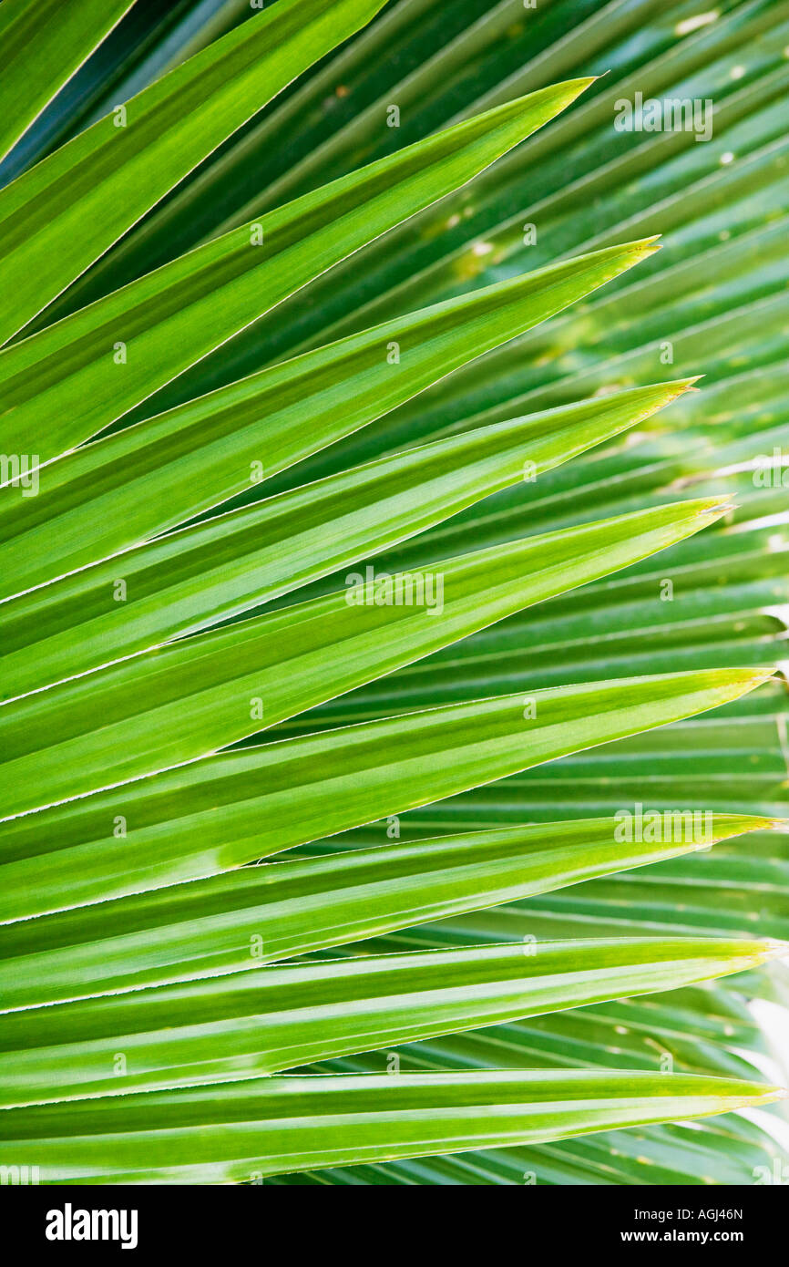 Close-up di foglie di palma Foto Stock