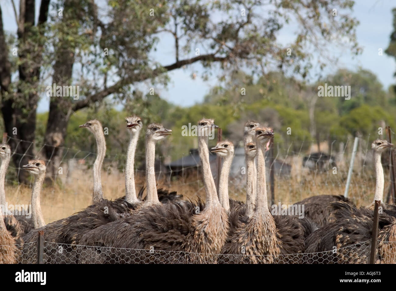 Allevamento di struzzi Foto Stock