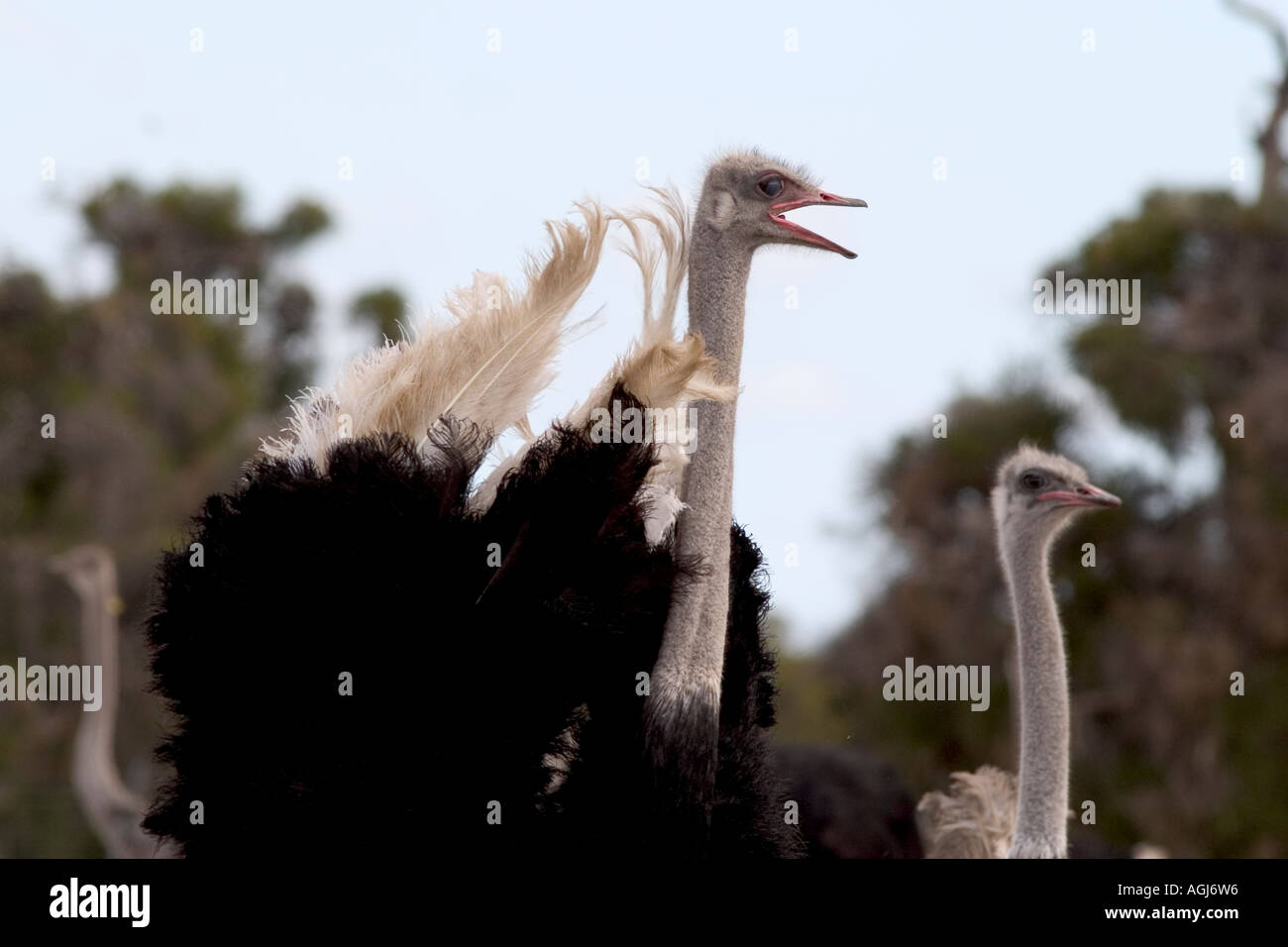 Struzzo Struthio camelus Foto Stock