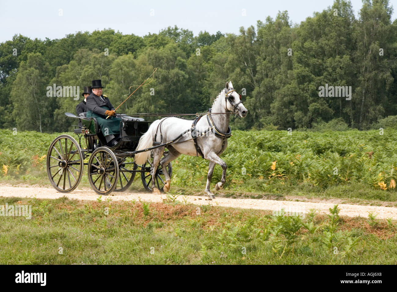 4 quattro ruote carrello privato trainato da un cavallo sulla nuova foresta Hampshire Foto Stock