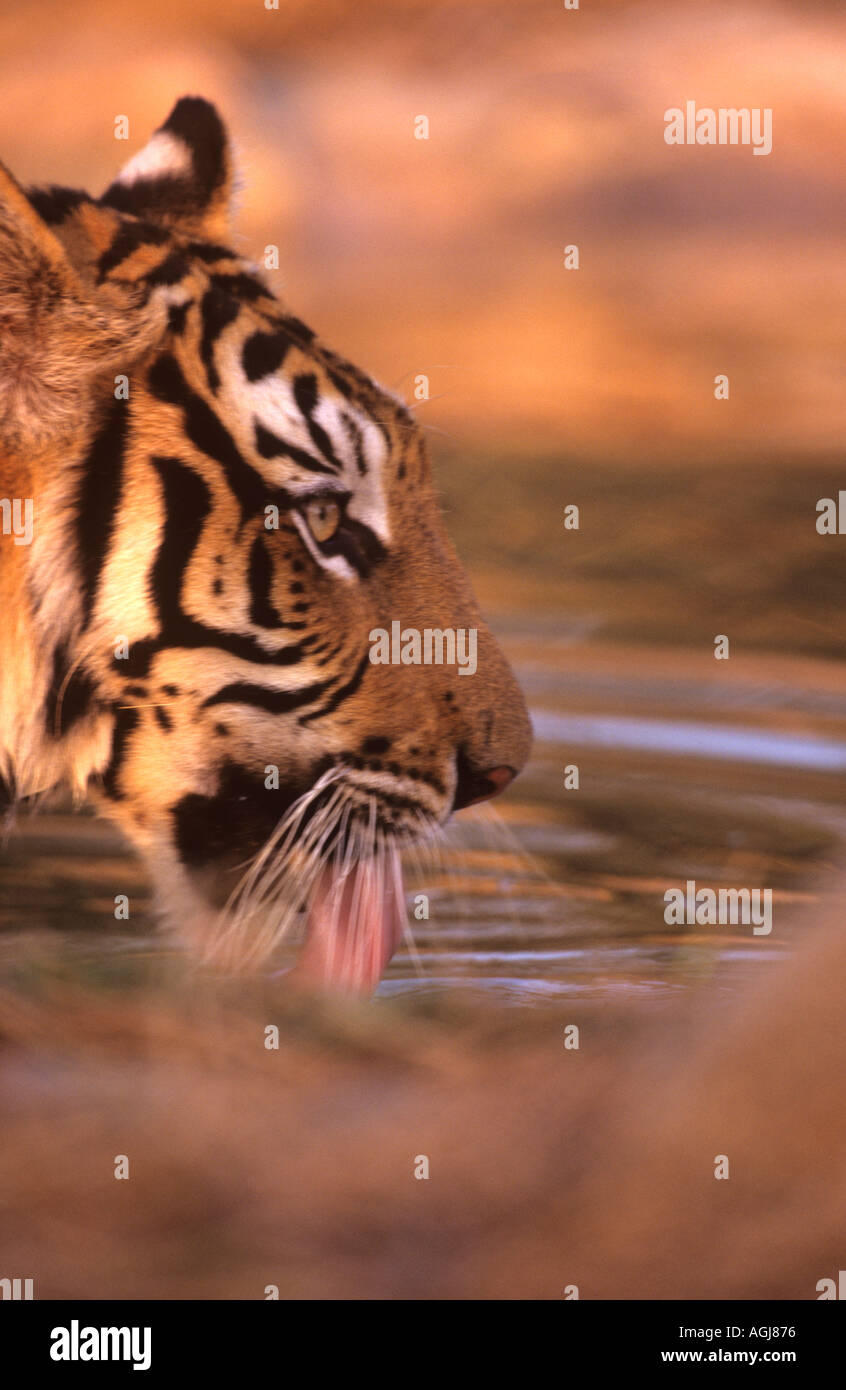 In via di estinzione Indo cinese Bere tiger Khao Hin figlio della Thailandia Foto Stock