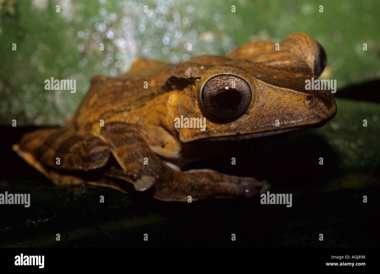 File eared raganella è una rana nella foresta pluviale la maggior parte sono notturno di Sabah Borneo Foto Stock