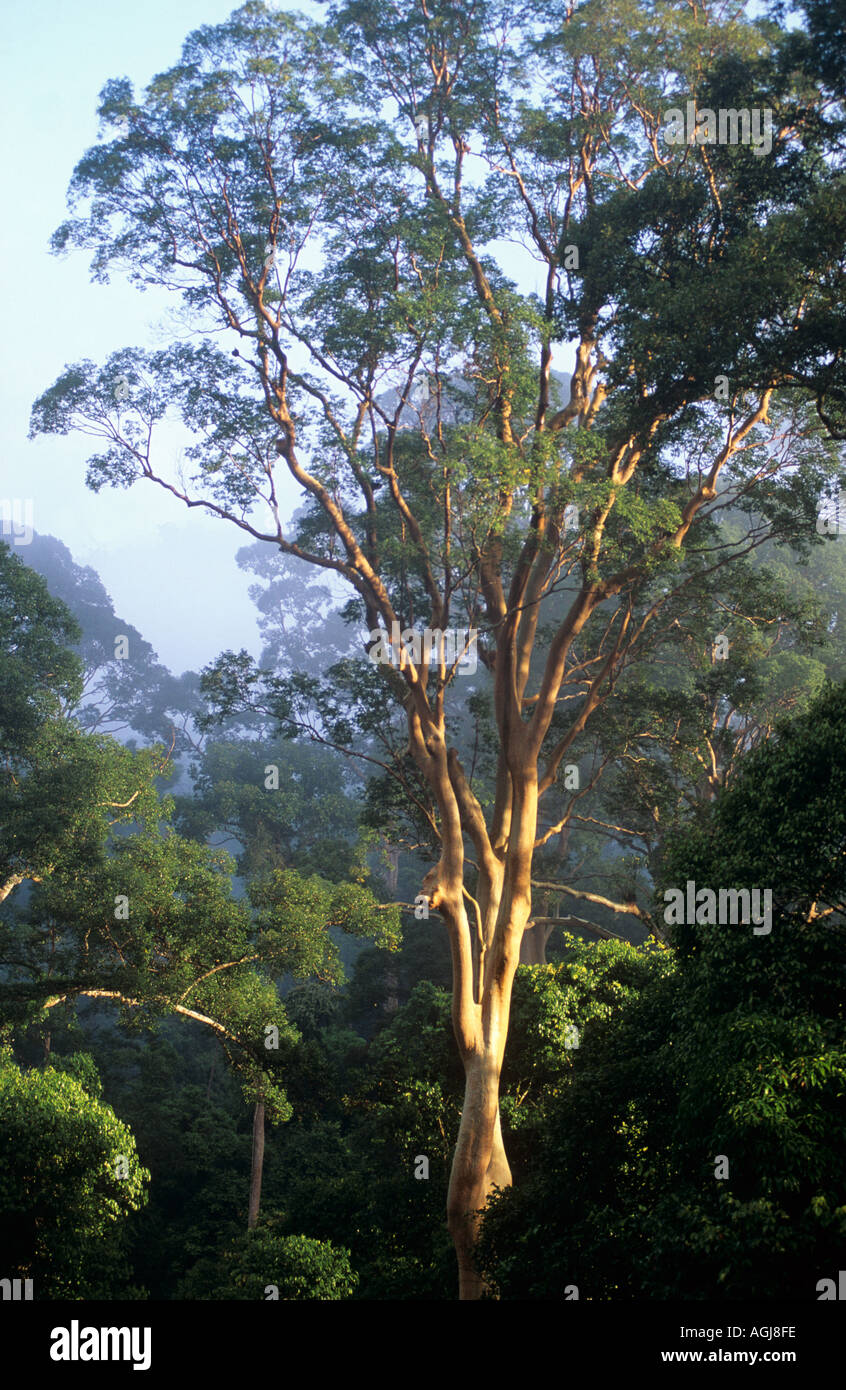 Foresta pluviale all'alba di Danum Valley Sabah Borneo Foto Stock