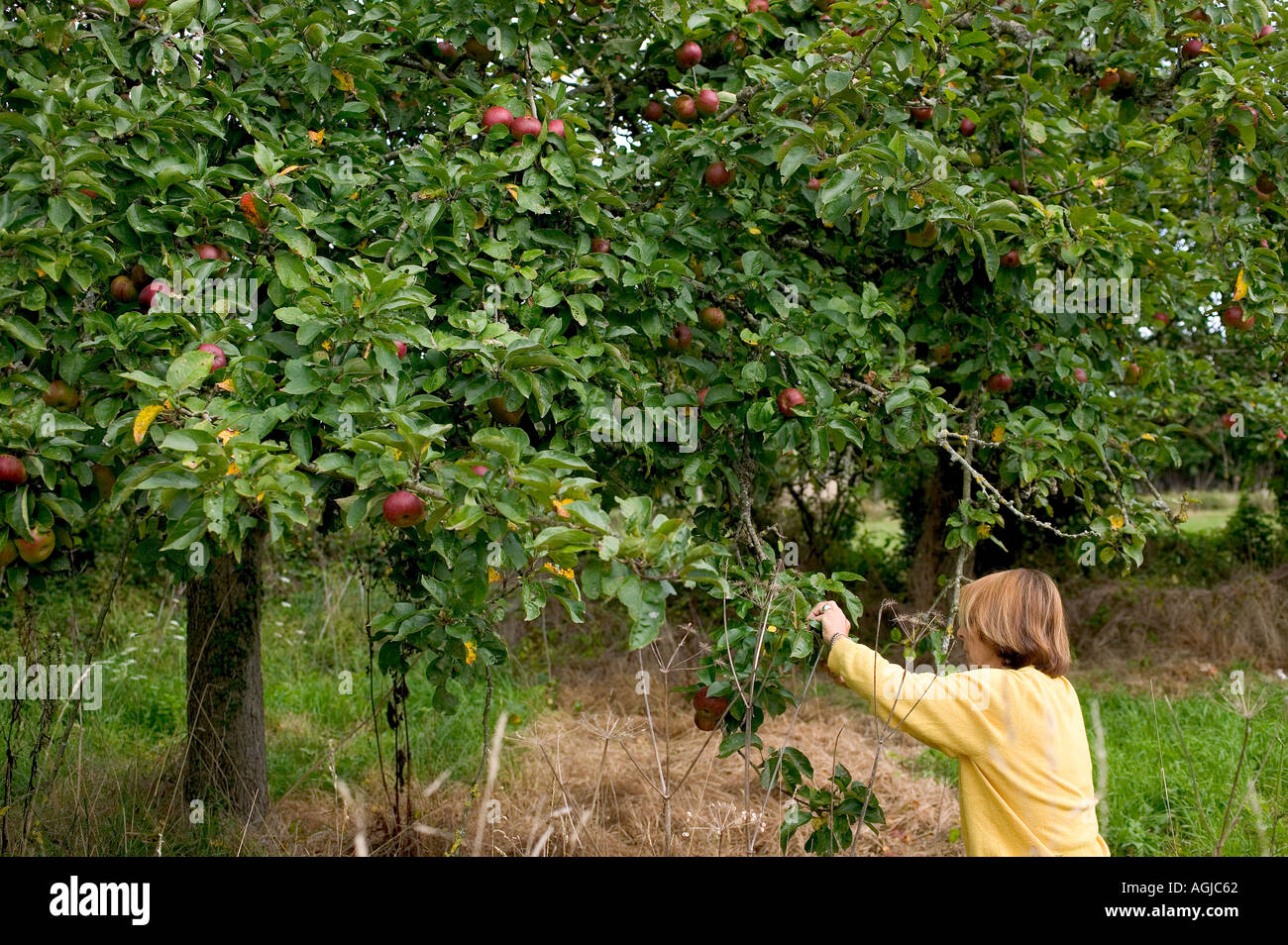 DONNA CHE RACCOGLIE LE MELE ROYAL GALA DA ALBERO BRETAGNA FRANCIA EUROPA Foto Stock