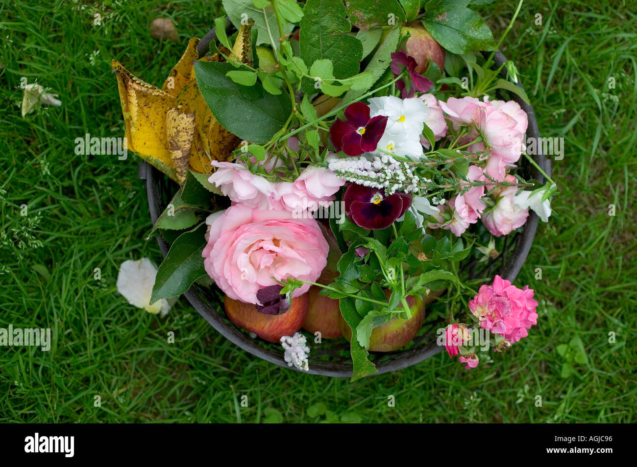 Fiori RACCOLTI E MELE Bretagna Francia Foto Stock