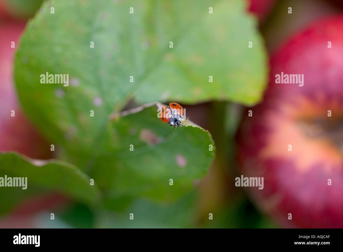 LADYBIRD SU UNA FOGLIA DI APPLE Bretagna Francia Foto Stock