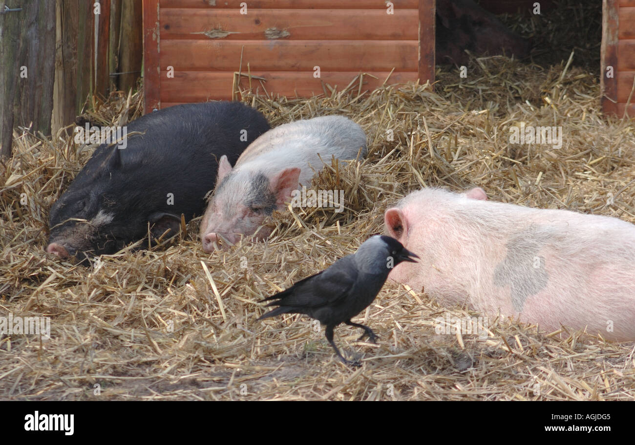 Un colpevole cercando taccola Corvus monedula appare a punta punta passato dormendo i maiali nel porcile giardini Keukenhof Foto Stock