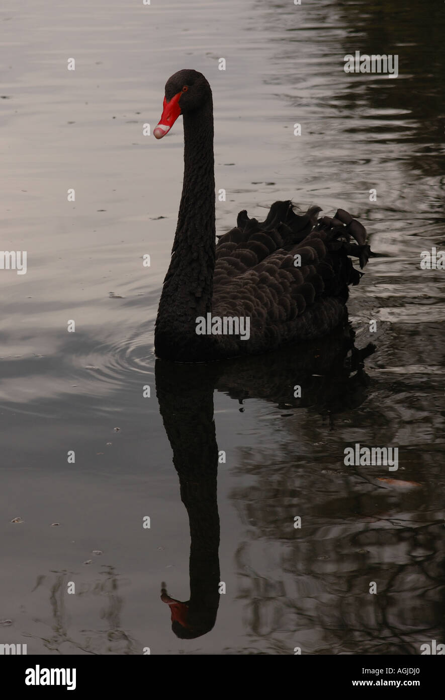 Cigno Nero Cygnus atratus Captive Bird nativo di Australia Ticehurst Kent REGNO UNITO 30 Aprile 2006 Foto Stock