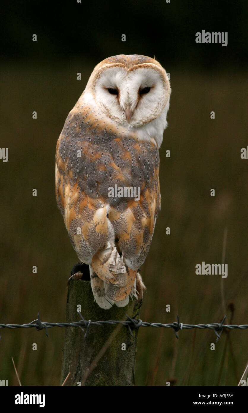 Ritratto fotografia di un Barbagianni ( Tyto alba ) Foto Stock