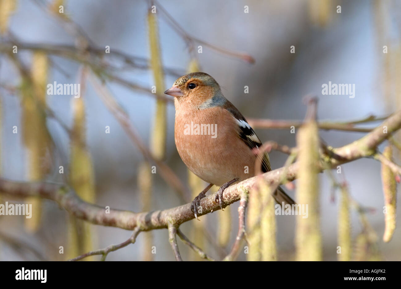 Maschio di fringuello Fringilla coelebs tra nocciolo amenti Kent England Foto Stock