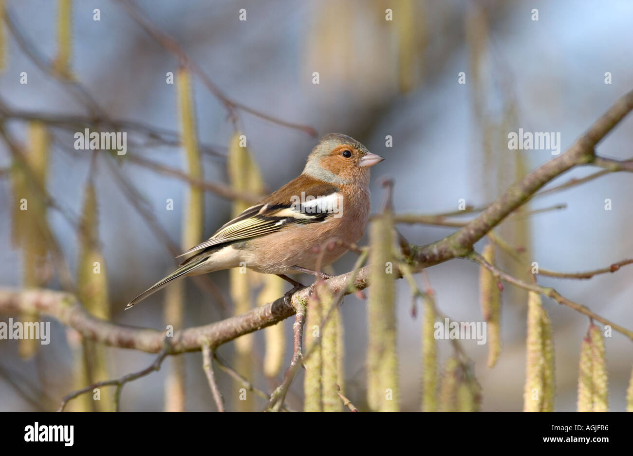 Fringuello, Fringilla coelebs, maschio su amento laden nocciolo Foto Stock