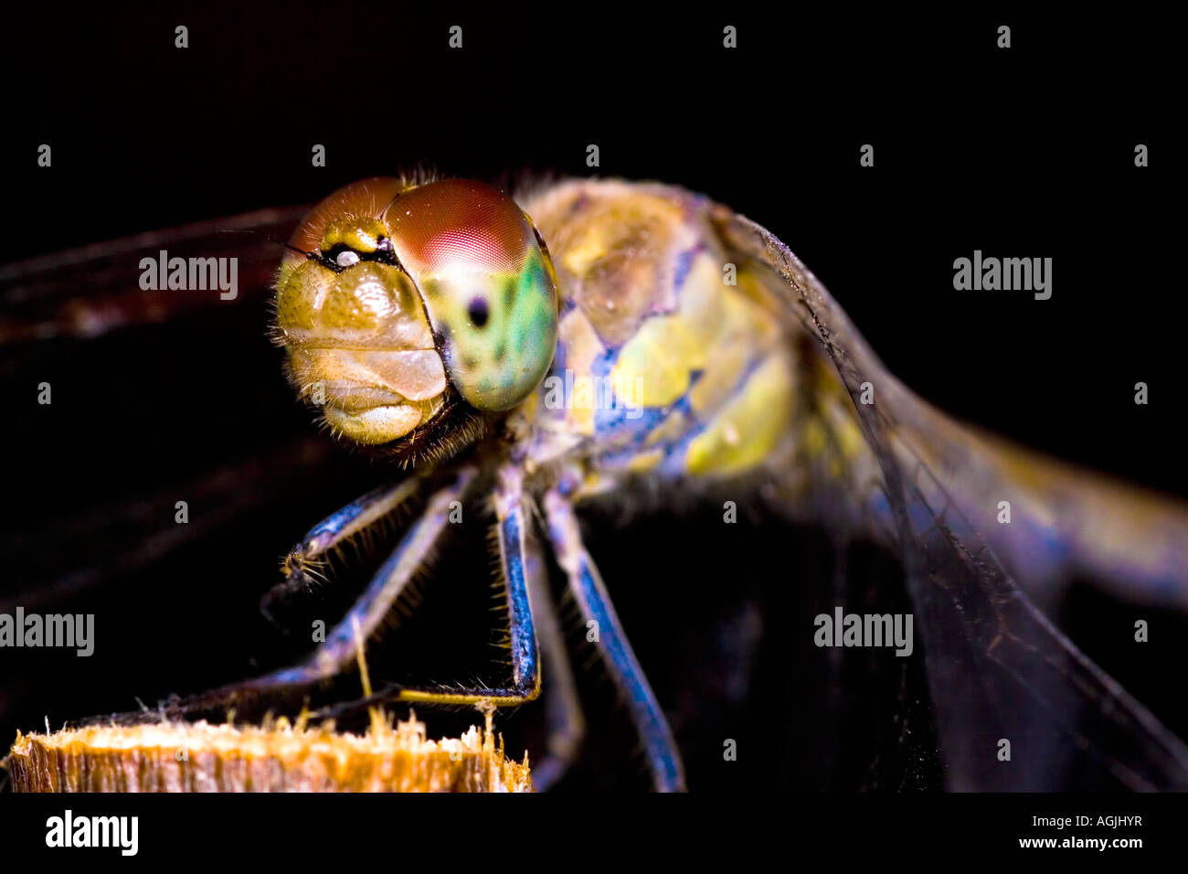 Macrofotografia estreme di una libellula su di un legno Foto Stock