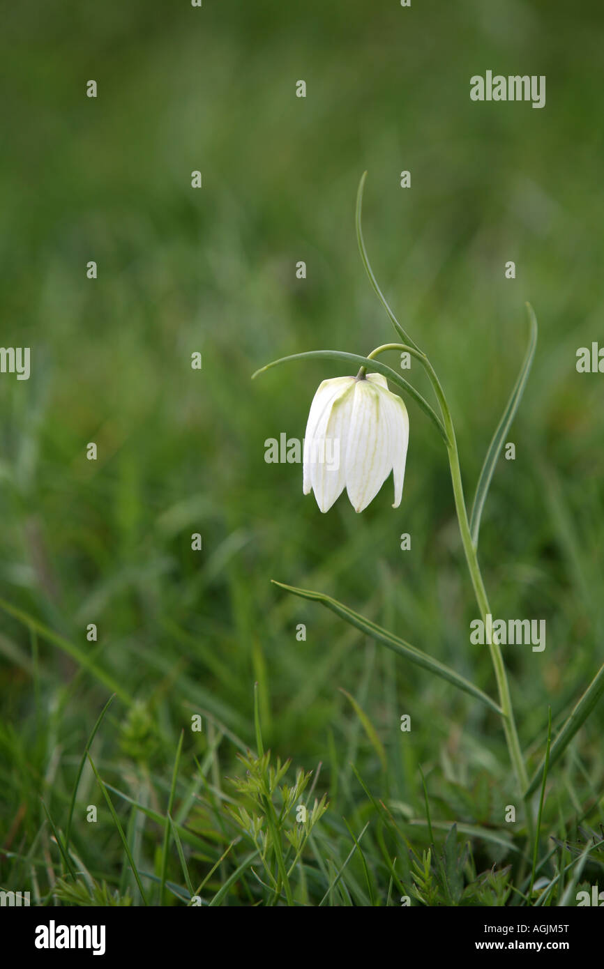 Snake Head Fritillary: Foto Stock