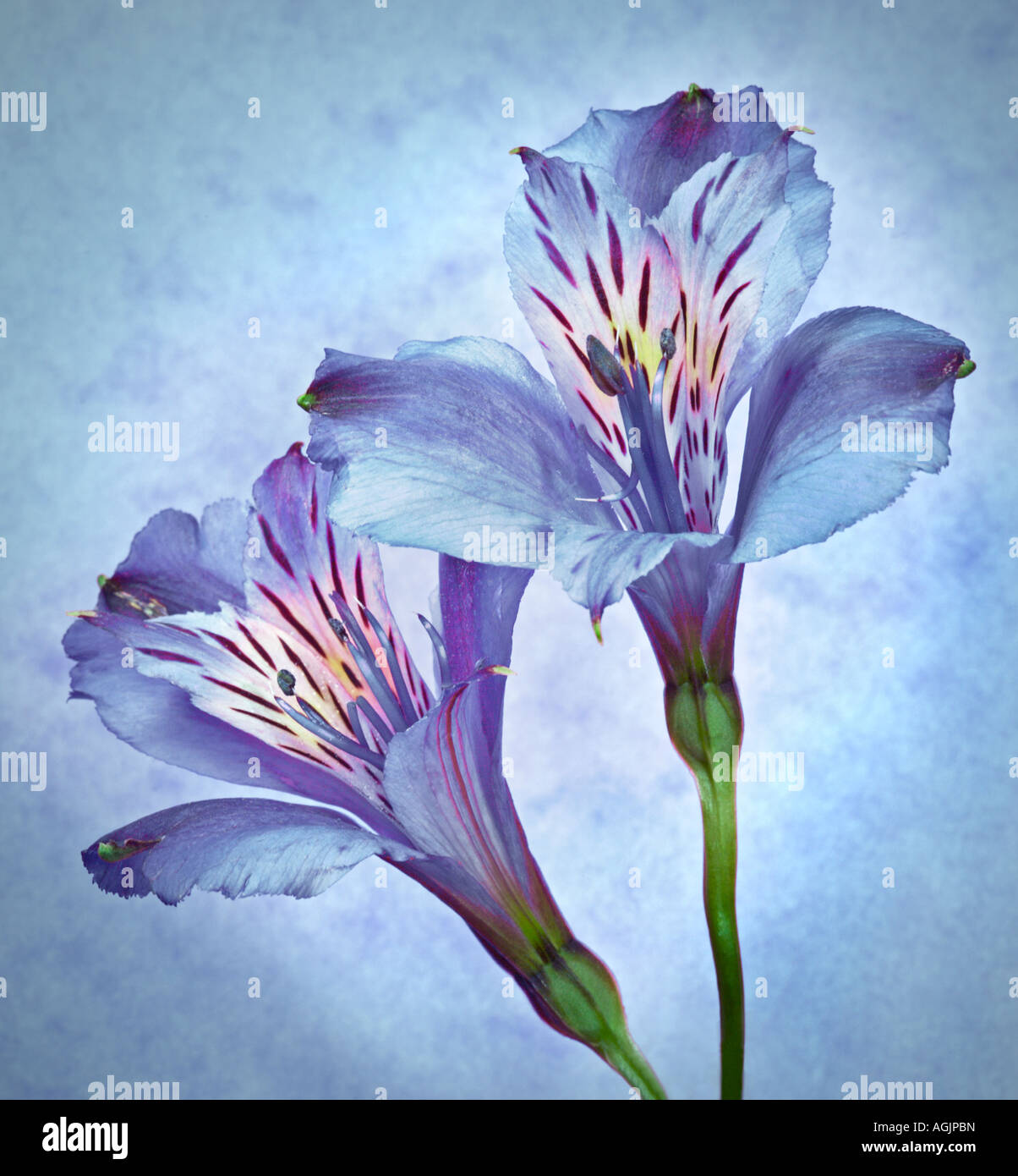 Alstromeria blu (peruviano Lily) Foto Stock