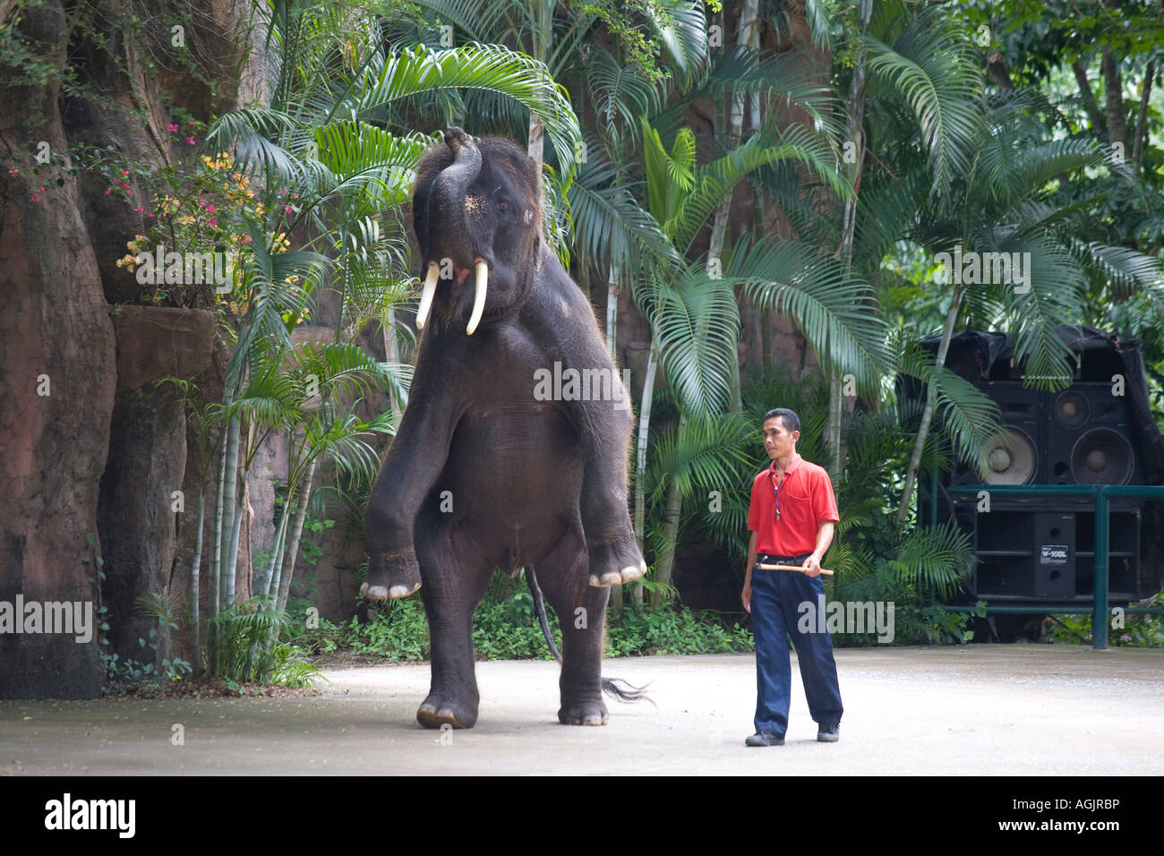 Elephant di eseguire trick a Sriracha Tiger Zoo, Thailandia, in Asia. Il Sriracha Tiger Zoo è uno zoo in Sri Racha, una città alla periferia di Pattaya, Foto Stock