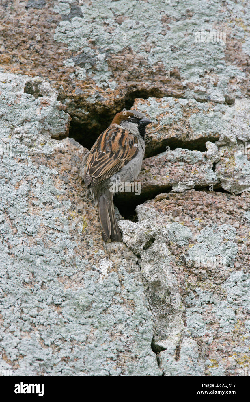 Casa passero Passer domesticus maschio a foro di nido nel vecchio muro di pietra può REGNO UNITO Foto Stock