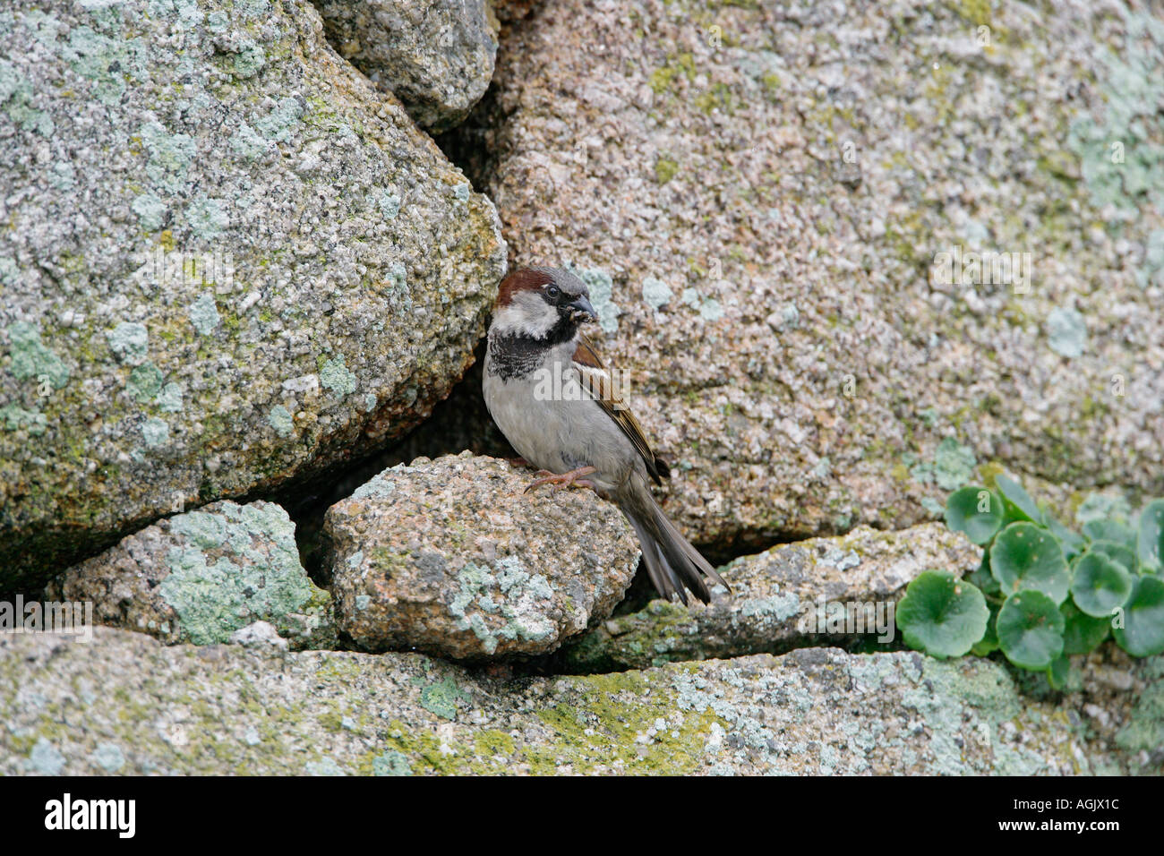 Casa passero Passer domesticus maschio con cibo a nido foro nel vecchio muro di pietra può REGNO UNITO Foto Stock
