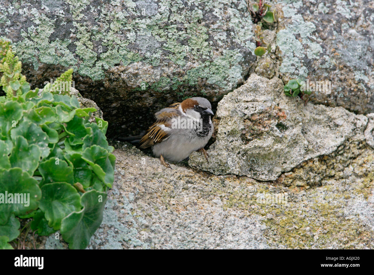Casa passero Passer domesticus maschio a foro di nido nel vecchio muro di pietra può REGNO UNITO Foto Stock