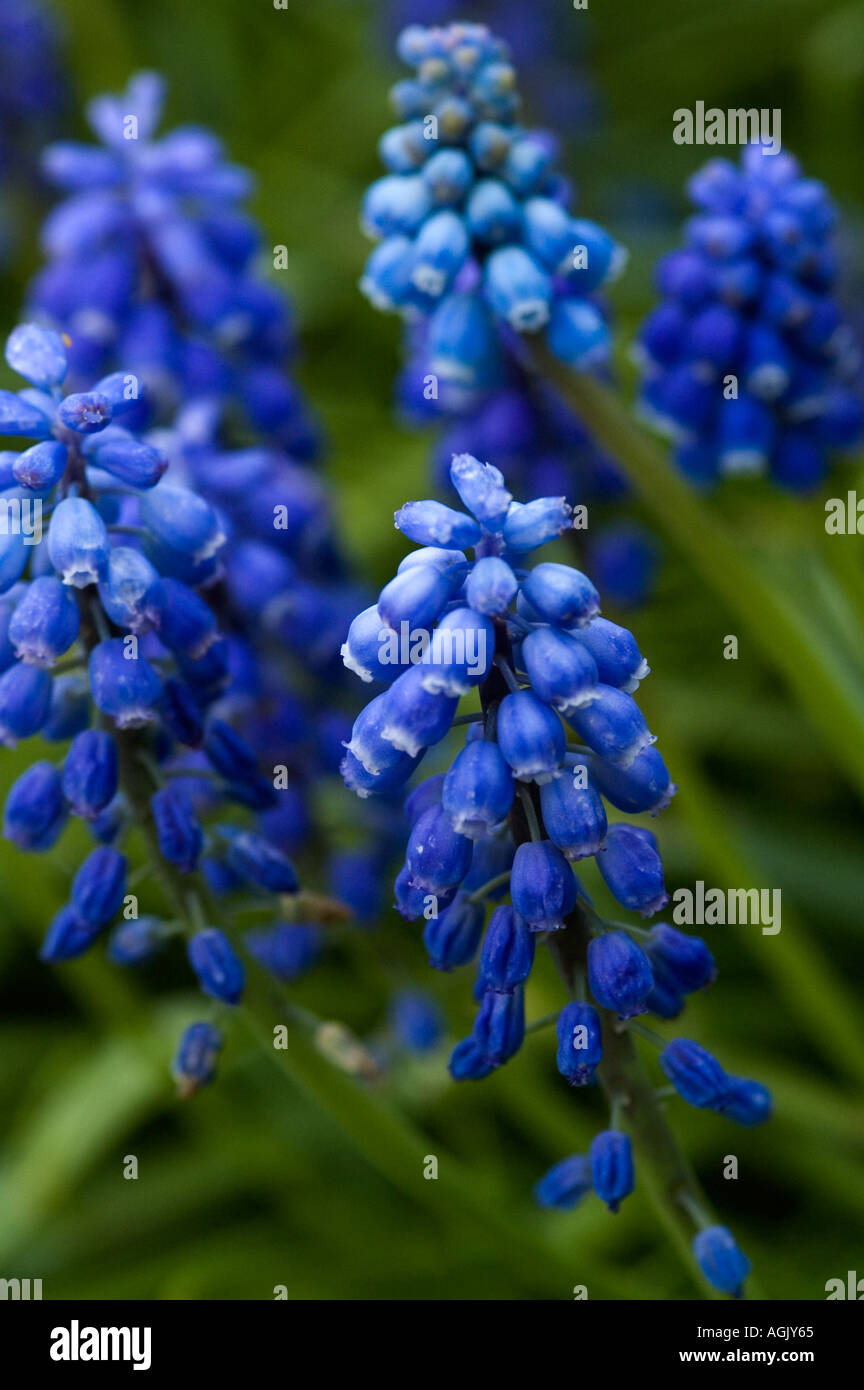 Uva giacinti, Close-up di piccoli fiori blu con sfondo verde in giardino, Oregon, Stati Uniti d'America, America del Nord Foto Stock