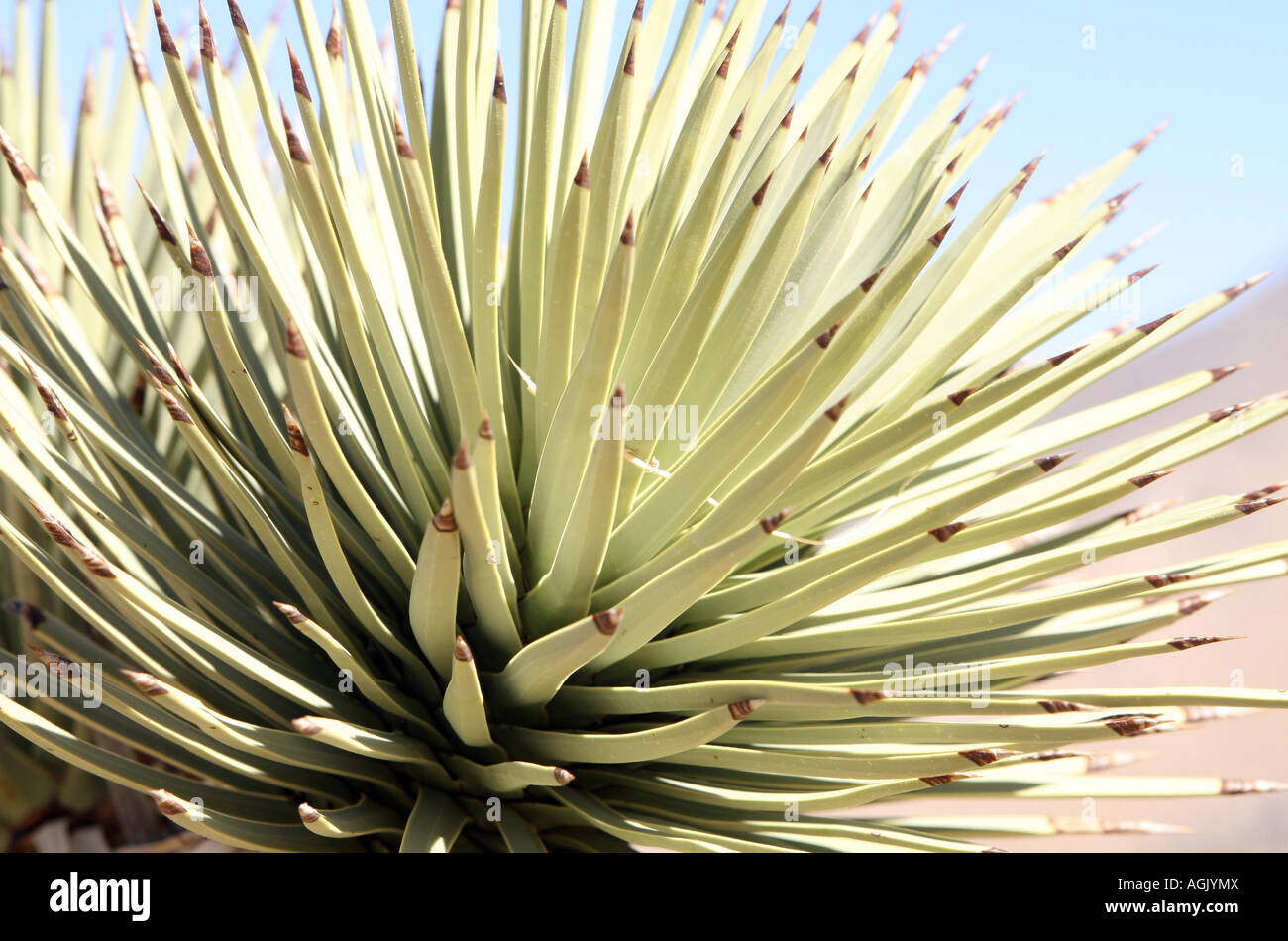 Il Joshua tree, Yucca brevifolia. Foto Stock