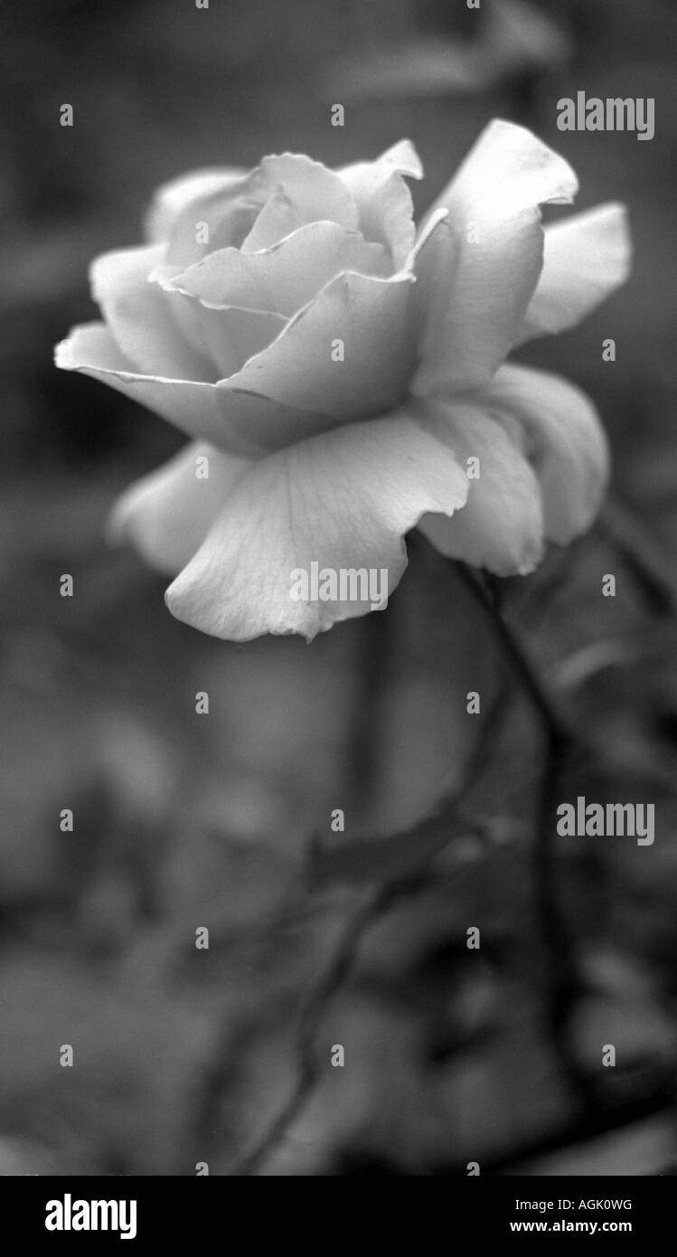 Una foto in bianco e nero di una rosa in un giardino. Foto Stock