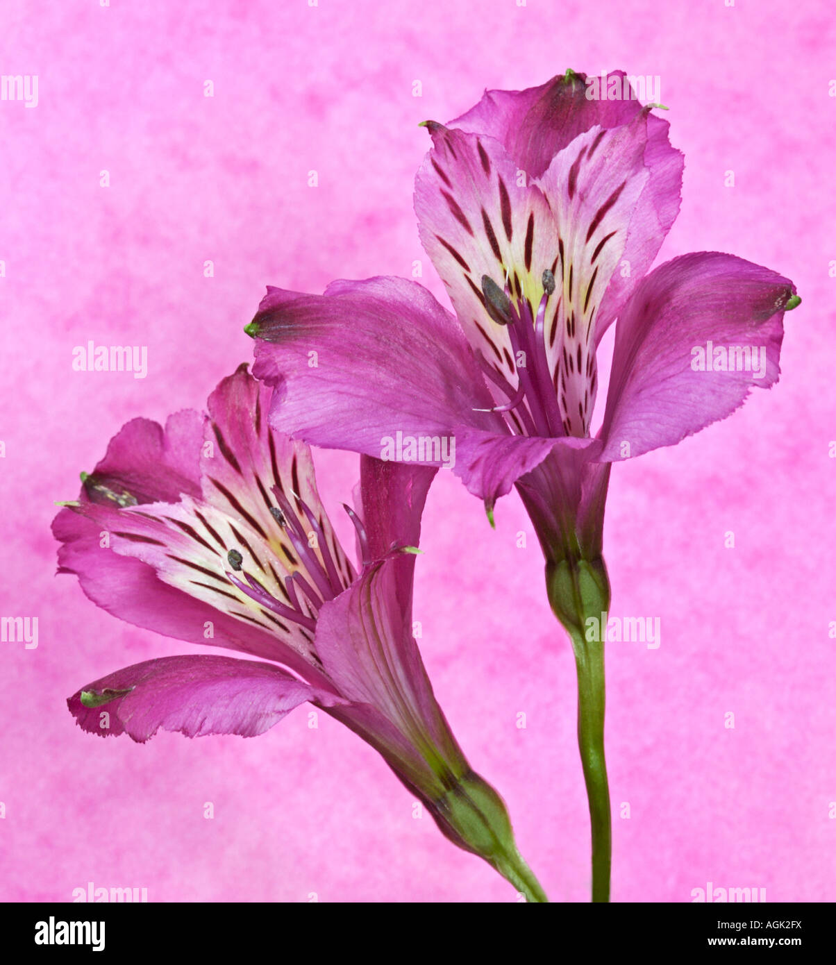 Alstromeria rosa (peruviano Lily) Foto Stock