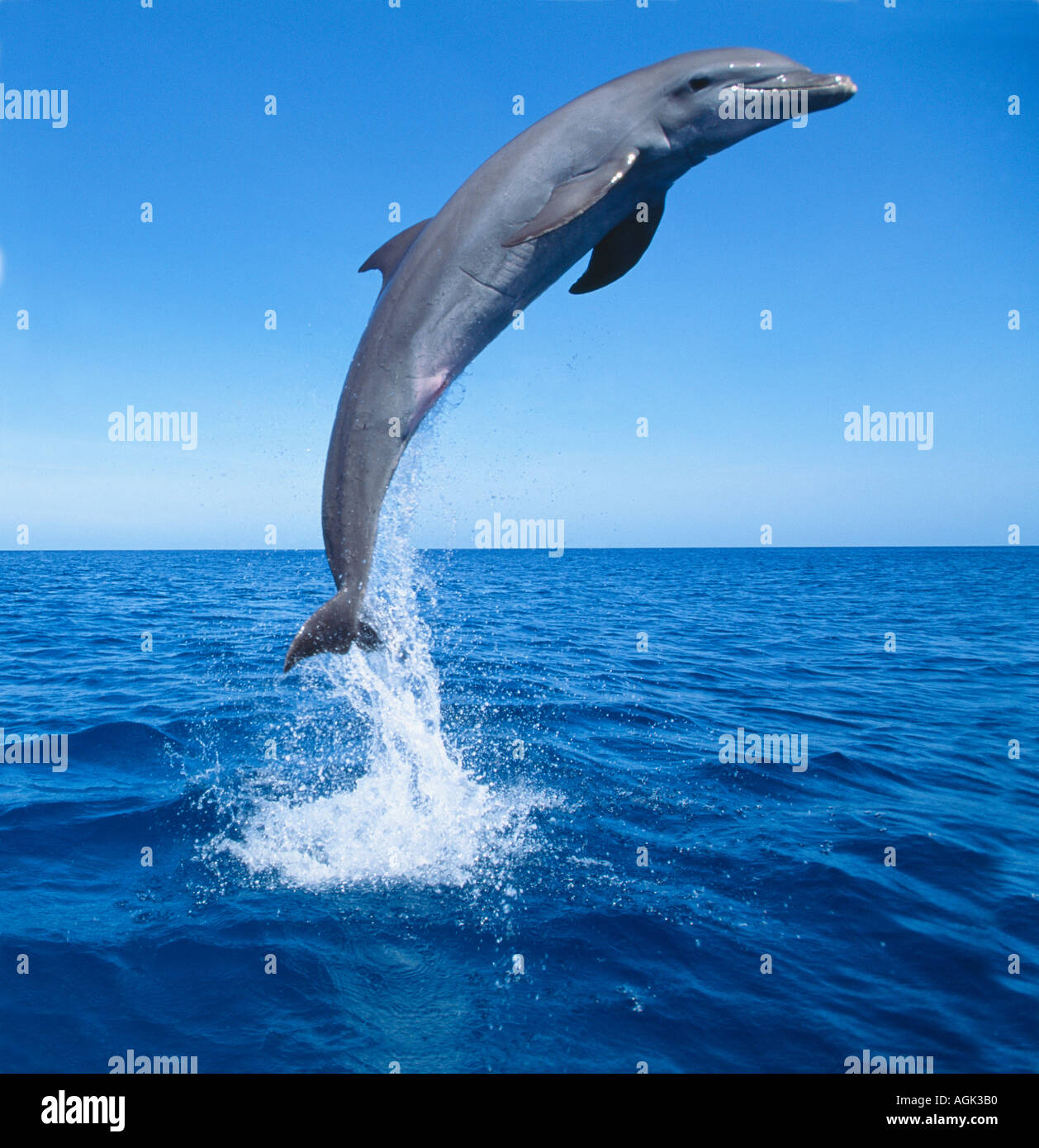 Dal naso a bottiglia jumping Dolphin Honduras America Centrale Foto Stock