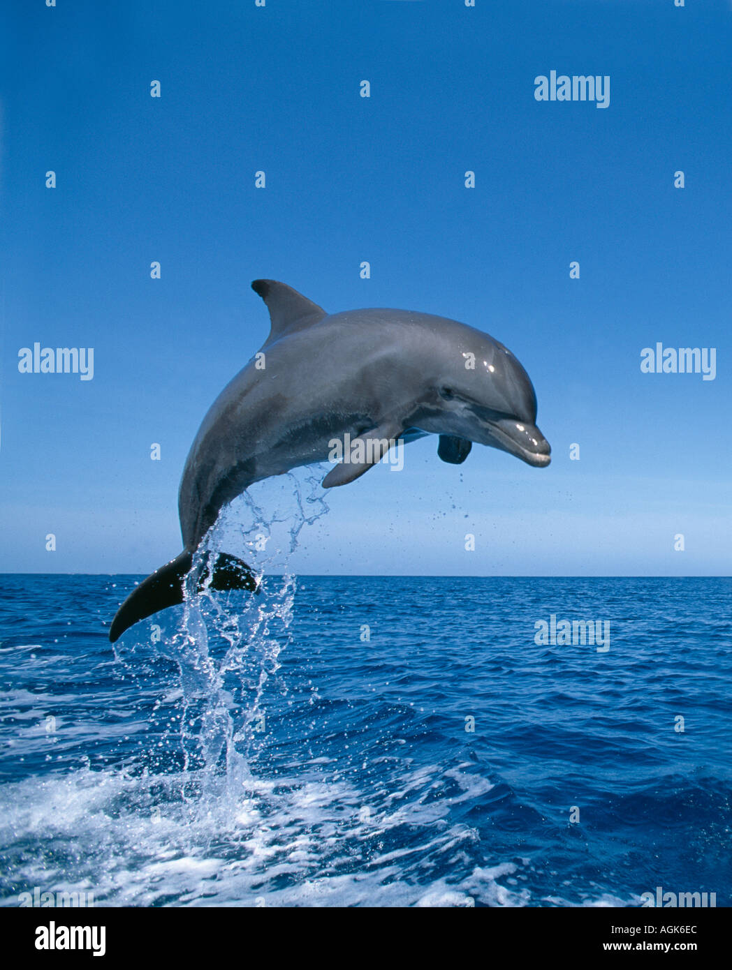 Dal naso a bottiglia jumping Dolphin Honduras America Centrale Foto Stock