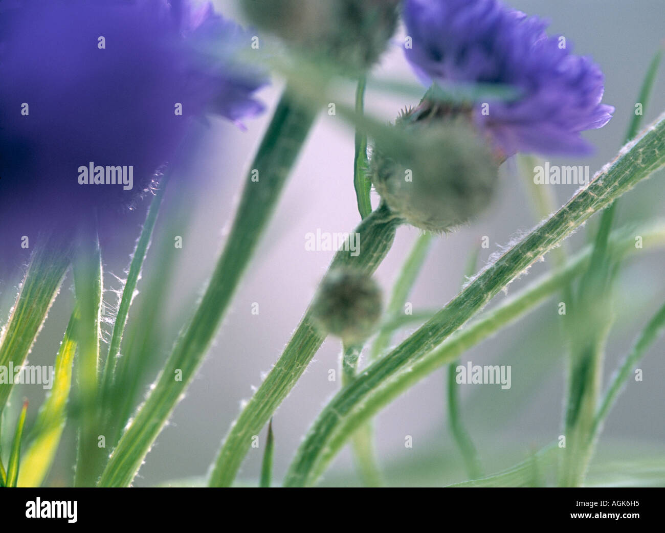 Fiordaliso centaurea cyanus, famiglia Compositae Foto Stock