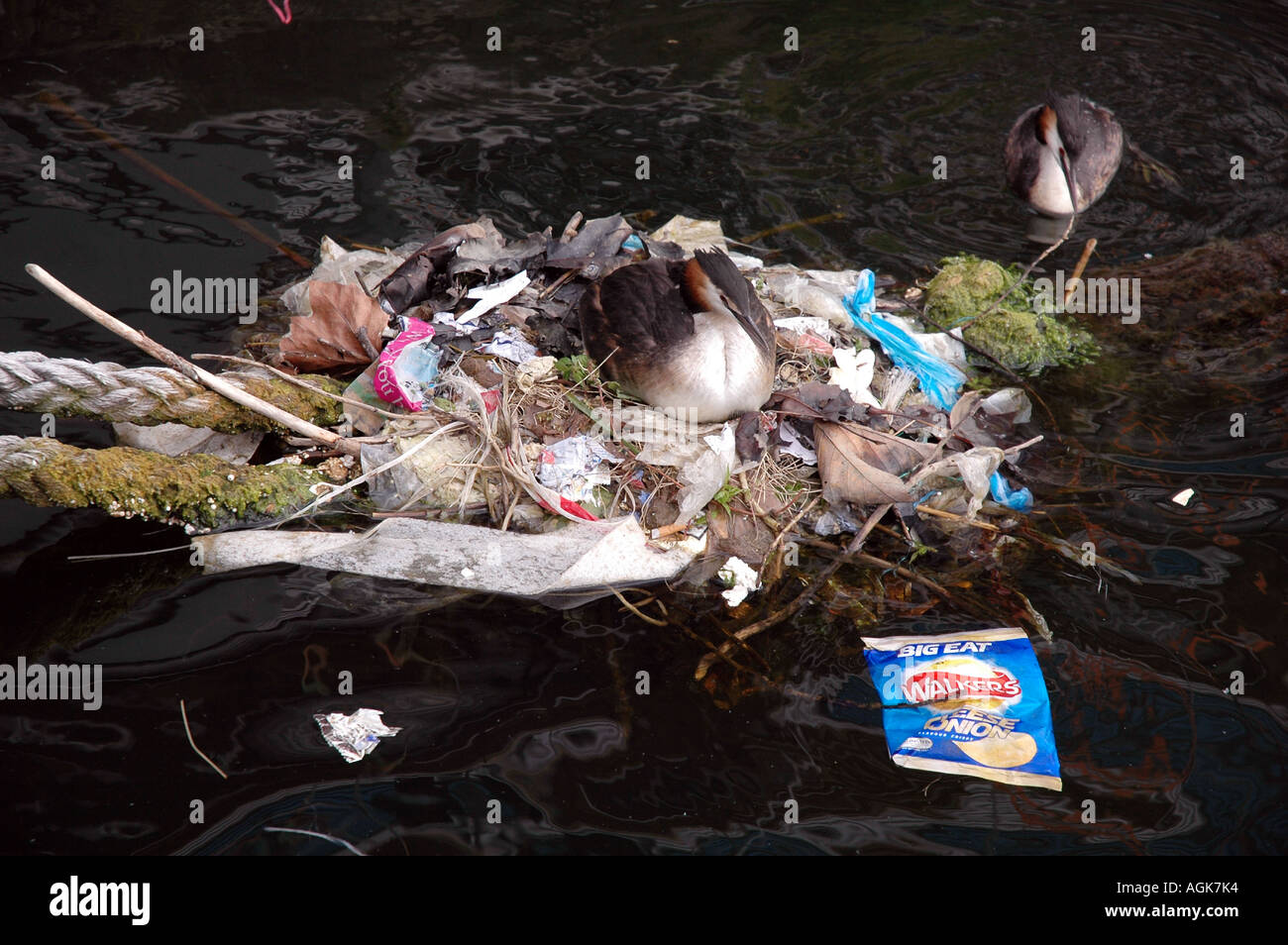 Kormoran Phalacrocorax carbo costruendo il loro nido galleggiante con gettati nella spazzatura il Docklands Londra Regno Unito Foto Stock