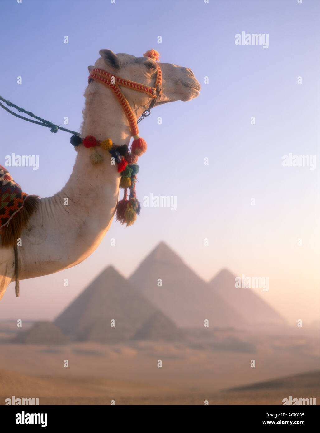 I cammelli e le piramidi di Giza Cairo Egitto Foto Stock