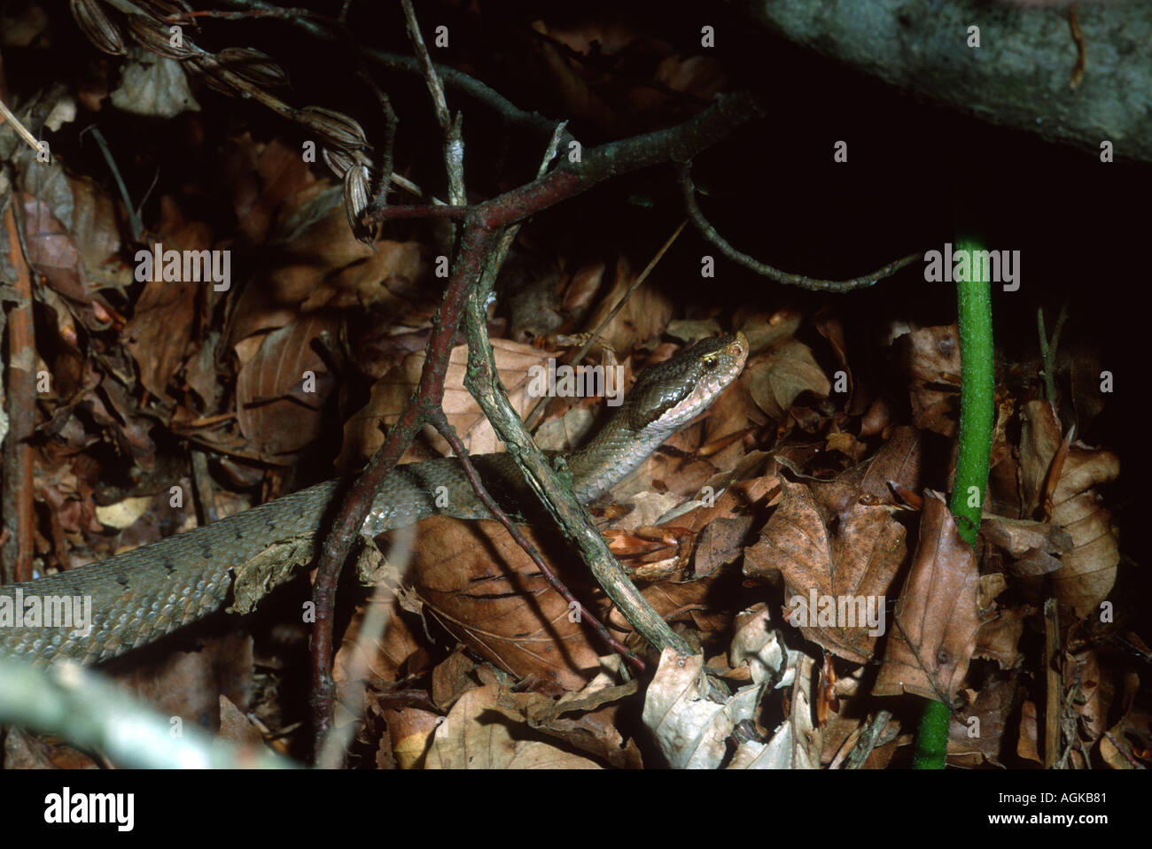 Asp Viper, Vipera aspis. Sulla foglia-terra coperta Foto Stock