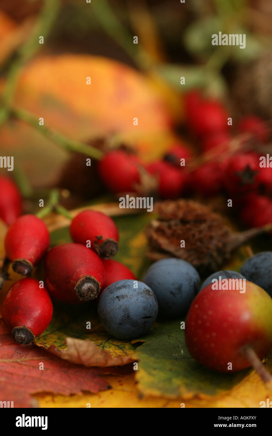 Autunno bacche e foglie nature Autumn harvest naturale ingredienti alimentari Foto Stock