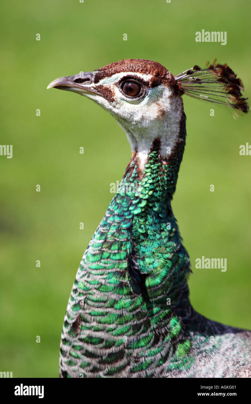 Peacock All Glenfield Lodge Park leicestershire Foto Stock