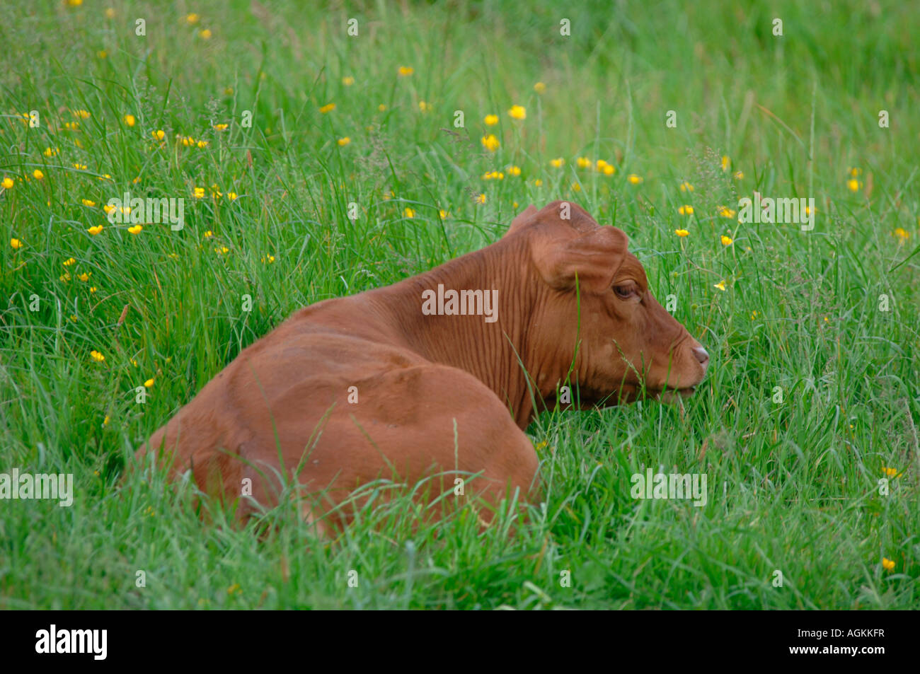 Vitello giacente in un campo. Foto Stock