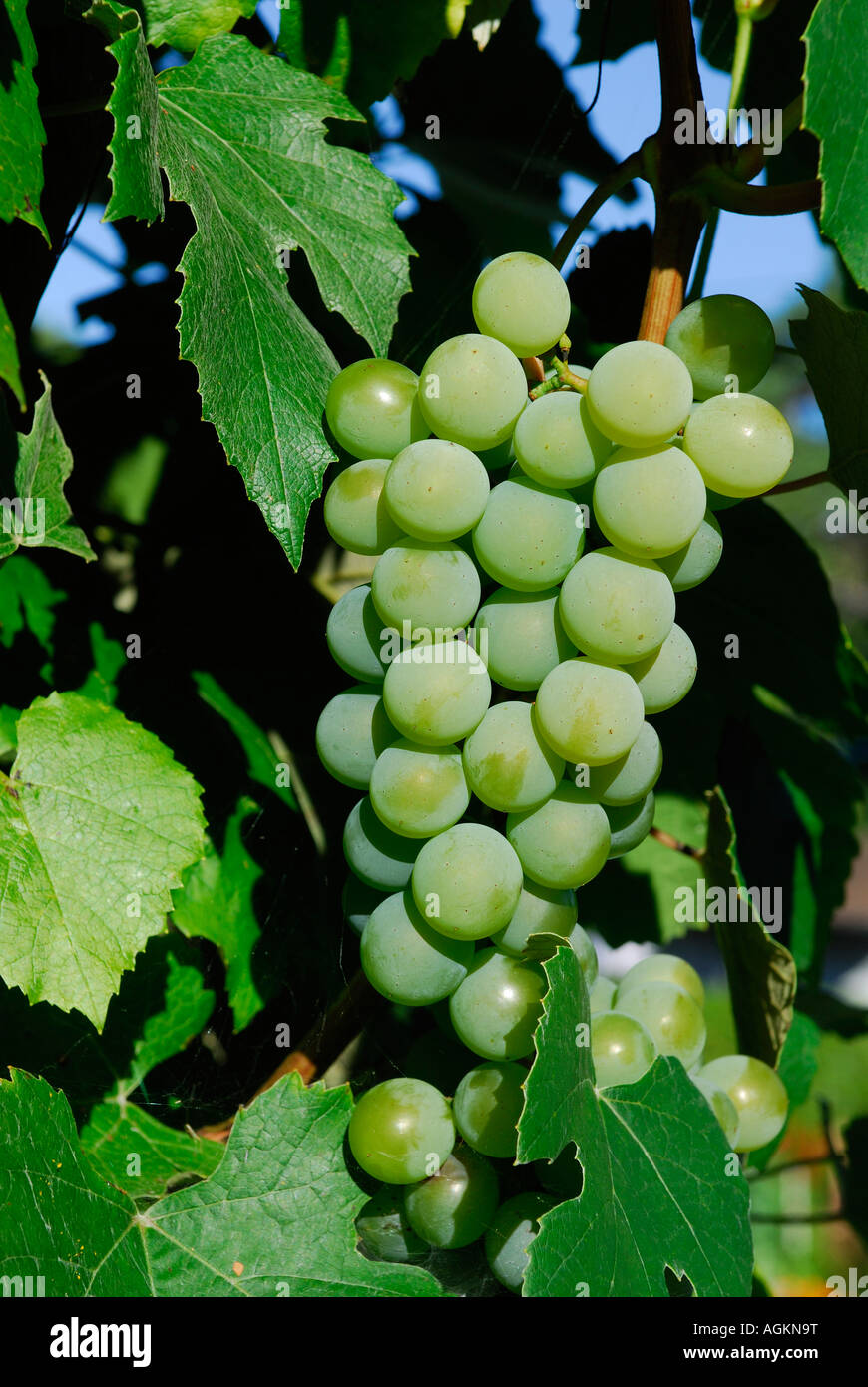 Cluster di acerbi concord uva che cresce sulla vite in pieno sole Foto Stock