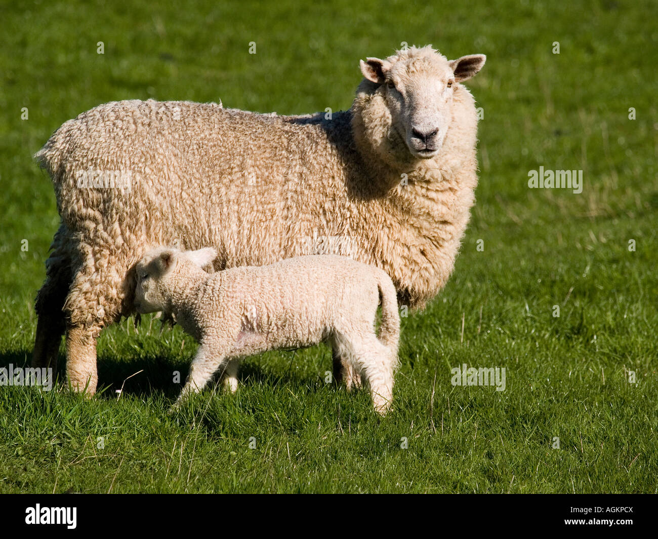 NZ Romney molla agnello lattante da madre pecora in erba di pascolo di fattoria Foto Stock