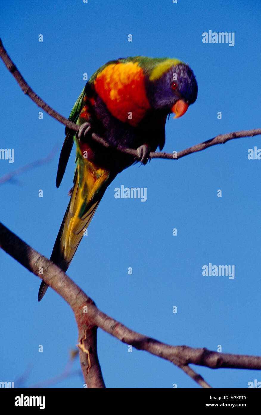 Sydney Australia East Lindfield Rainbow Lorikeet Foto Stock