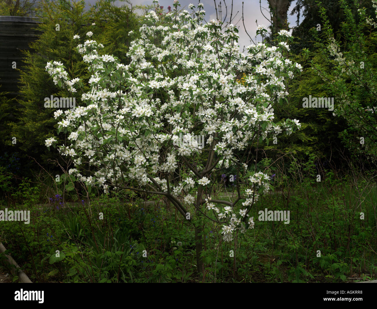 Melo in fiore Foto Stock