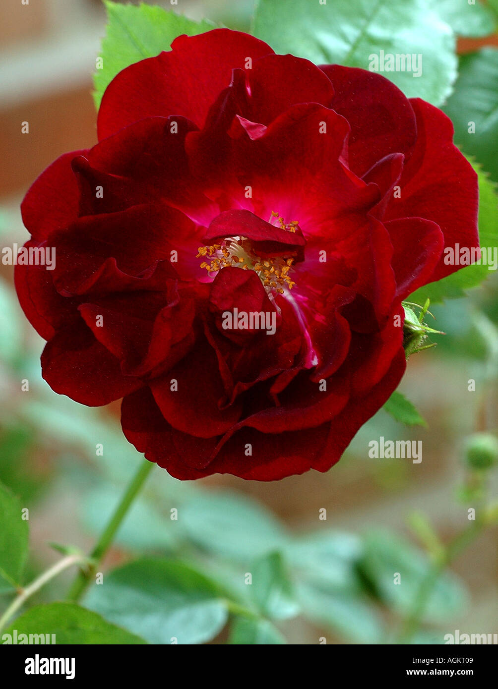 Primo piano di una rosa rossa Foto Stock