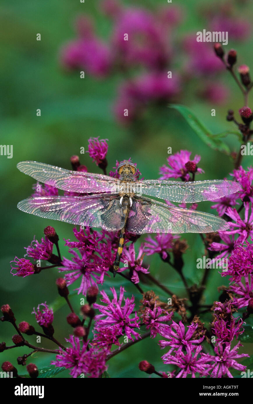 Libellula su Joe-Pye infestante. Foto Stock