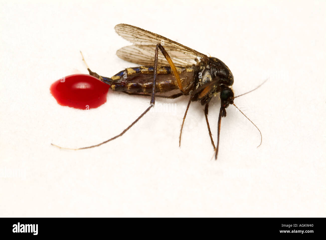 DEAD zanzara Culex sp dopo aspirazione di sangue Foto Stock