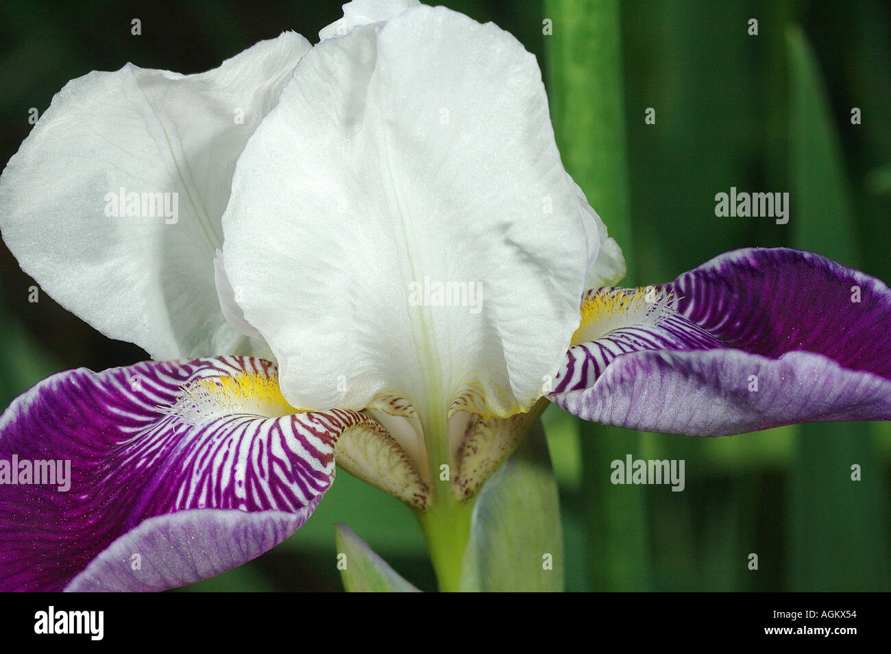Bianco e viola Iris Foto Stock