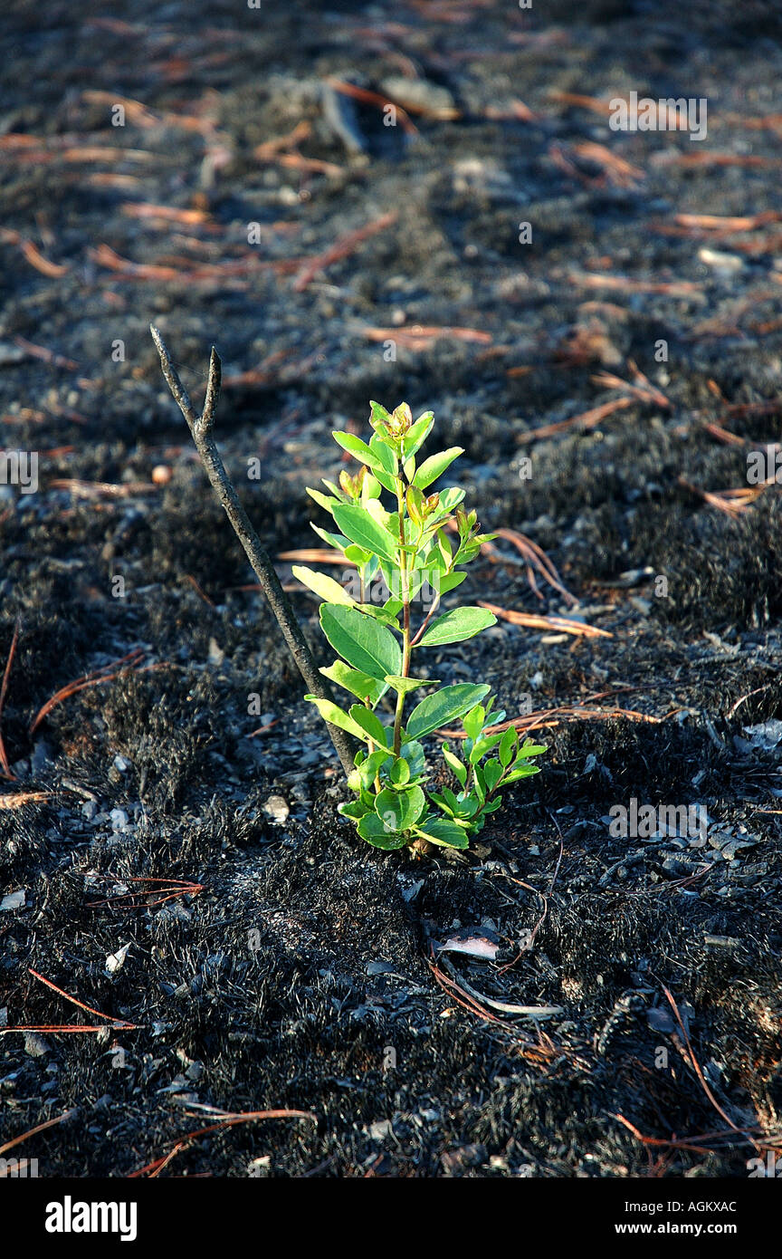 La nuova crescita emerge da incendio di foresta resti Foto Stock